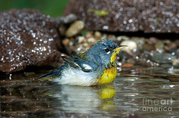 Fauna Art Print featuring the photograph Northern Parula Parula Americana Soaking by Anthony Mercieca