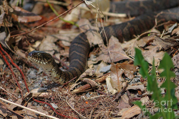 Northern Art Print featuring the photograph Northern Water Snake by Rebecca Brooks