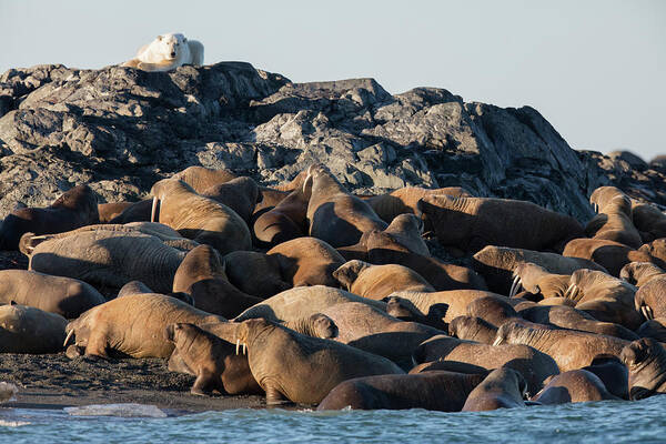 Animal Art Print featuring the photograph Norway, Svalbard, Storoya by Jaynes Gallery