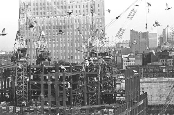 Wtc Art Print featuring the photograph Nosy Pigeons by William Haggart