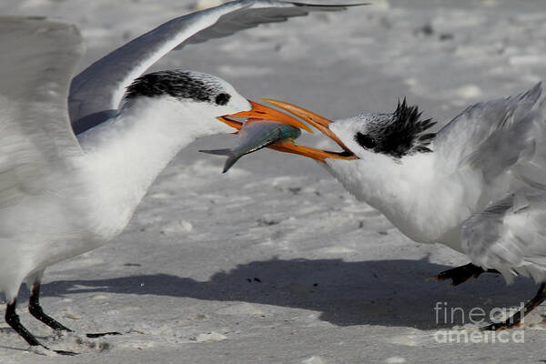 Royal Tern Art Print featuring the photograph Nothing Says I Love You Like a Fish by Meg Rousher