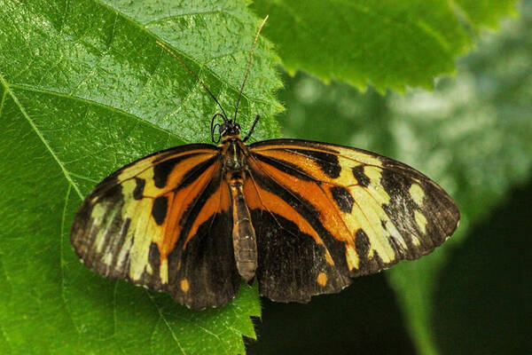 Nectar Art Print featuring the photograph Numata Longwing Butterfly by Becca Buecher