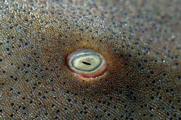 Ginglymostoma Cirratum Art Print featuring the photograph Nurse Shark Eye by George Bernard/science Photo Library