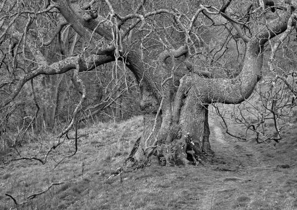 Oak Tree Art Print featuring the photograph Oak Haddon by Jerry Daniel