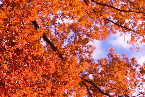 Oak Art Print featuring the photograph Oak in Evening Sun by Denise Beverly