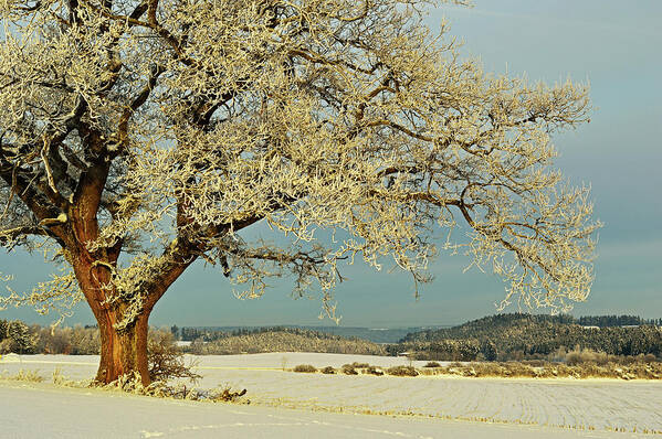 Scenics Art Print featuring the photograph Oak Tree With Hoar Frost by Jochen Schlenker