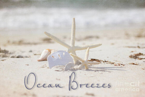 Shells Art Print featuring the photograph Ocean Breezes and shells by JBK Photo Art
