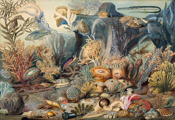 Ocean Life Art Print featuring the painting Ocean Life, 1859 by Metropolitan Museum of Art