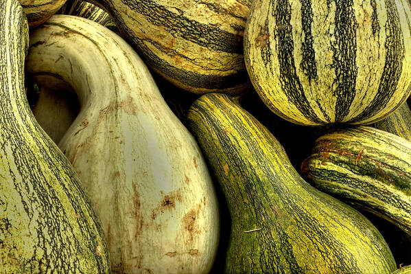 Gourds Art Print featuring the photograph October Gourds by Michael Eingle