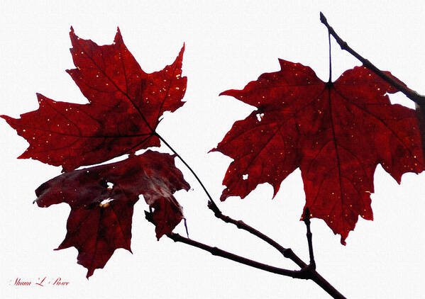 Leaf Art Print featuring the photograph October Grace by Shana Rowe Jackson
