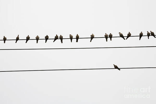 Communications Art Print featuring the photograph Odd Man Out by Diane Macdonald