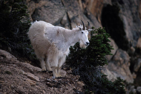 Goat Art Print featuring the photograph Okanogan National Forest by Peter Essick