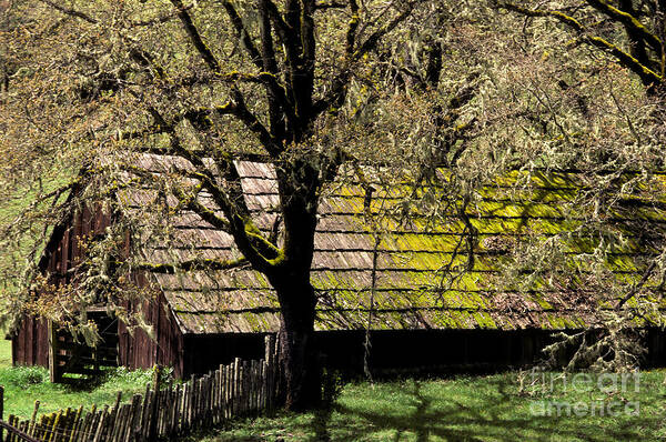 Historical Art Print featuring the photograph Old Barn by Ron Sanford