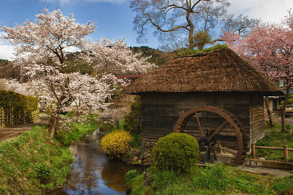 Cherry Blossom Art Print featuring the photograph Old Cherry Blossom Water Mill by Sebastian Musial