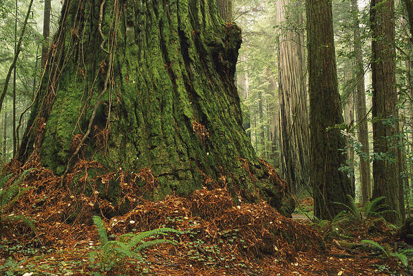 Feb0514 Art Print featuring the photograph Old Growth Coast Redwood North America by Gerry Ellis