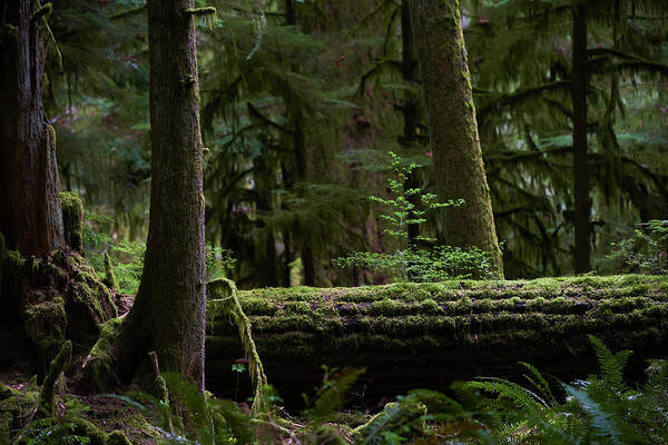 Cedar Tree Art Print featuring the photograph Old Growth Forest by Ian Crysler / Design Pics