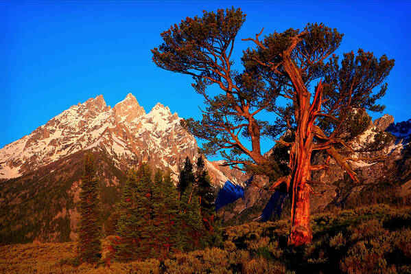 Limber Pine Art Print featuring the photograph Old Patriarch by Aaron Whittemore