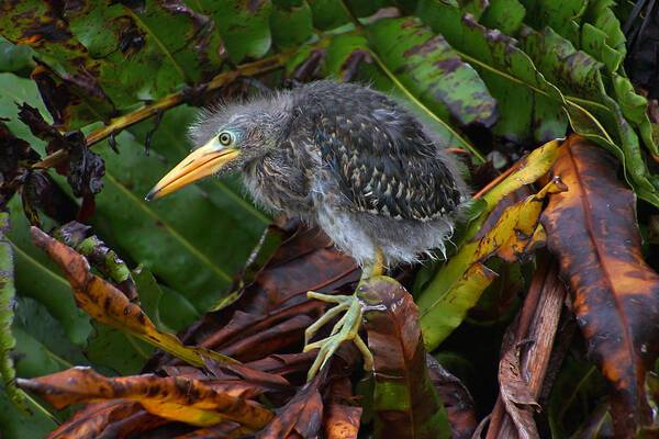 Green Heron Art Print featuring the photograph Old Yet New by Leda Robertson