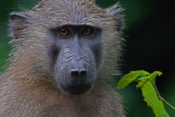 Olive Art Print featuring the photograph Olive Baboon by Stefan Carpenter