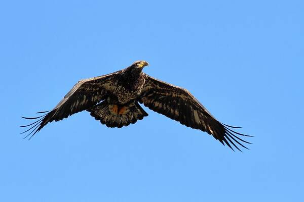 Juvenile Bald Eagle Art Print featuring the photograph On The Hunt by Mike Farslow