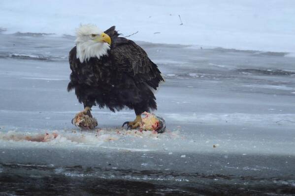 Eagle Art Print featuring the photograph On The Ice by Bonfire Photography