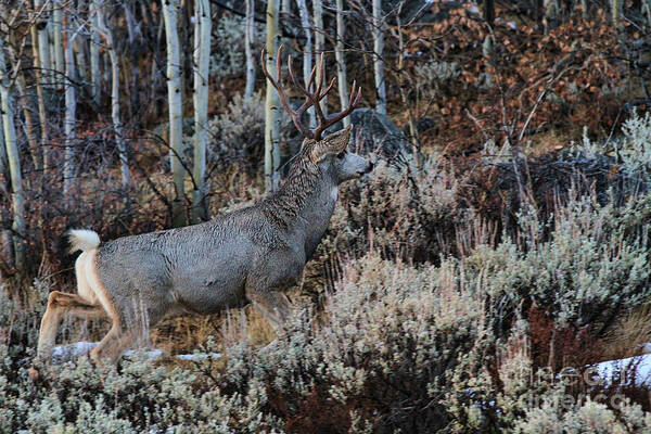 Deer Art Print featuring the photograph On the Move by Edward R Wisell