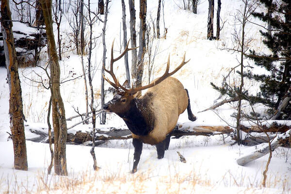 Elk Art Print featuring the photograph On the Move by Michael Dawson