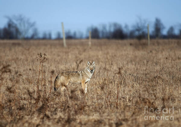 Nina Stavlund Art Print featuring the photograph On the Prowl.. by Nina Stavlund