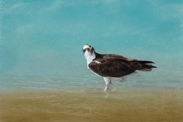 Osprey Art Print featuring the photograph On the Shore - Osprey by Kim Hojnacki