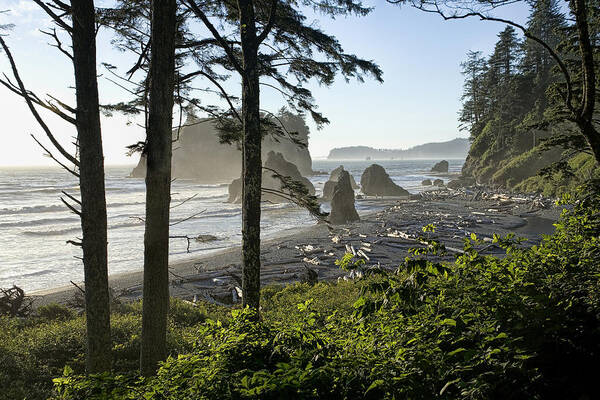 Art Art Print featuring the photograph On the Trail to Ruby Beach by Randall Nyhof