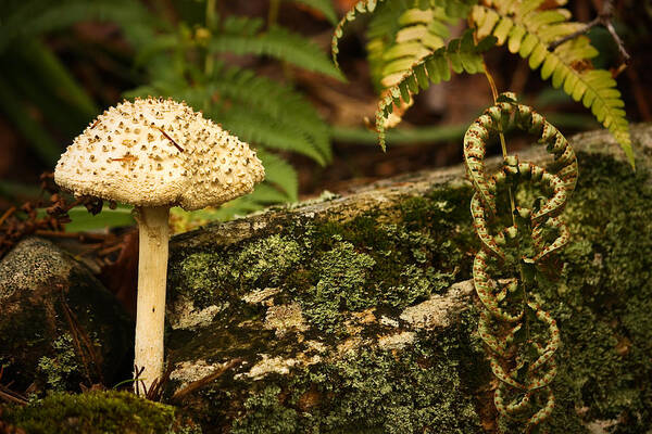 Mushroom Art Print featuring the photograph One is A Lonely Number by Tammy Schneider