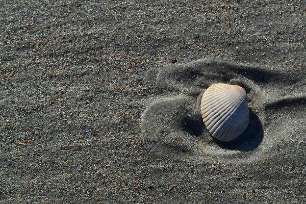 Landscape Art Print featuring the photograph One Shell in the Sand by Constance Elizabeth