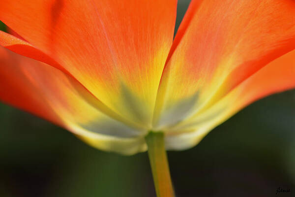 Tulip Art Print featuring the photograph One Tulip by JoAnn Lense