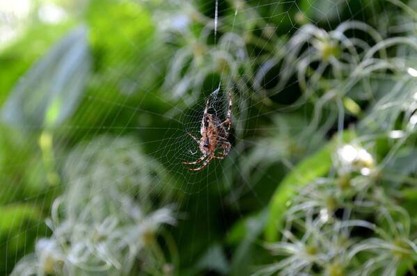 Orb Weaver Spider Art Print featuring the photograph Open Air Market by Laureen Murtha Menzl