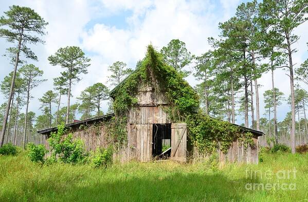 Green Art Print featuring the photograph Open Doors by Bob Sample