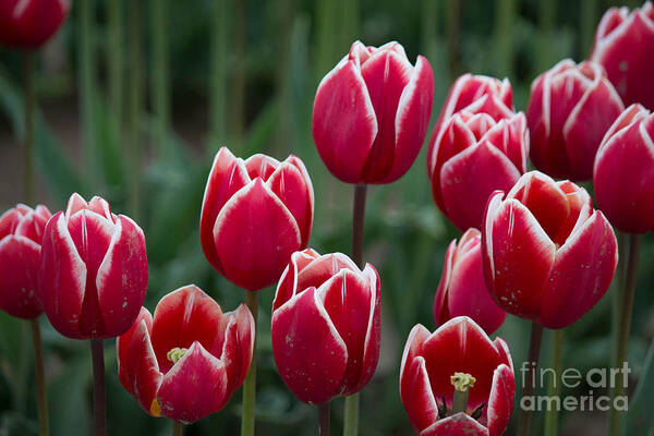 Tulips Art Print featuring the photograph Opening by Patricia Babbitt