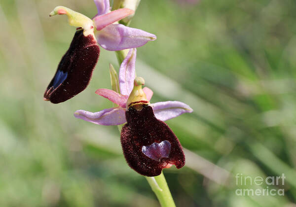 Beautiful Art Print featuring the photograph Ophrys Bertolonii by Antonio Scarpi