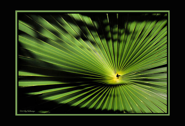 Palmetto Fan Canvas Print Art Print featuring the photograph Optical Illusion by Lucy VanSwearingen