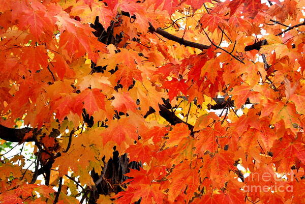 Maple Tree Art Print featuring the photograph Orange And Reds And Some Yellow Too by Eunice Miller
