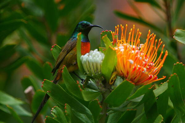 Sunbird Art Print featuring the photograph Orange-breasted Sunbird II by Bruce J Robinson