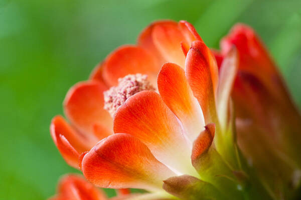 Claret Cup Cactus Art Print featuring the photograph Orange Burst by Eggers Photography