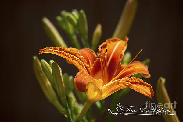 Day Art Print featuring the photograph Orange Day Lily 20120615_21a by Tina Hopkins