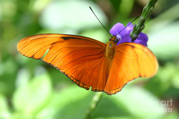 Alyce Taylor Art Print featuring the photograph Orange Julia Butterfly by Alyce Taylor