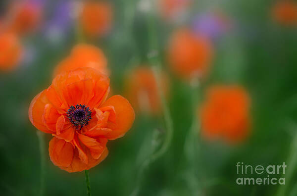 Flower Art Print featuring the photograph Orange Poppy by Michael Arend