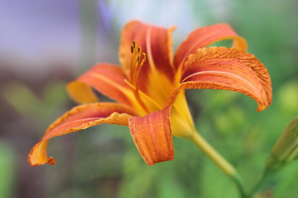 Daylily Art Print featuring the photograph Orange-Red Daylily 3 by Cathy Lindsey