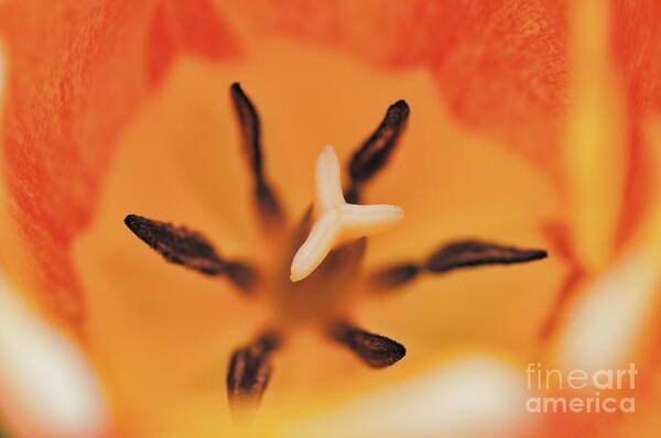 Orange Tulip 3 Art Print featuring the photograph Orange Tulip 3 by Chris Fleming