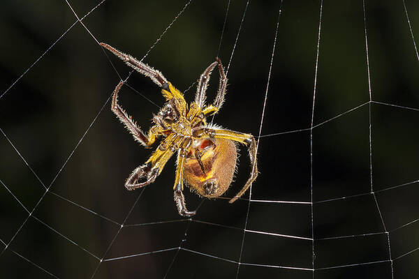 Konrad Wothe Art Print featuring the photograph Orb-weaver Spider In Web Panguana by Konrad Wothe
