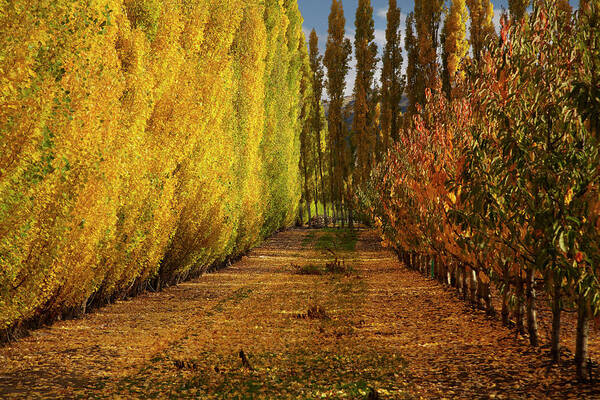 Autumn Art Print featuring the photograph Orchard In Autumn, Ripponvale by David Wall