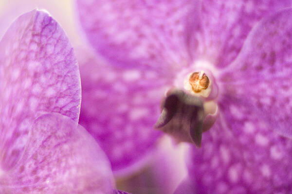 Flower Art Print featuring the photograph Orchid by Bradley R Youngberg