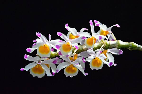 Orchid Art Print featuring the photograph Orchid Burst by David Earl Johnson